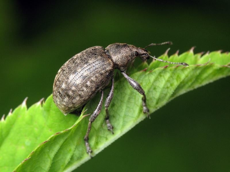 Liophloeus tessulatus (Müller, 1776)